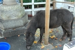 神田明神 参道 境内